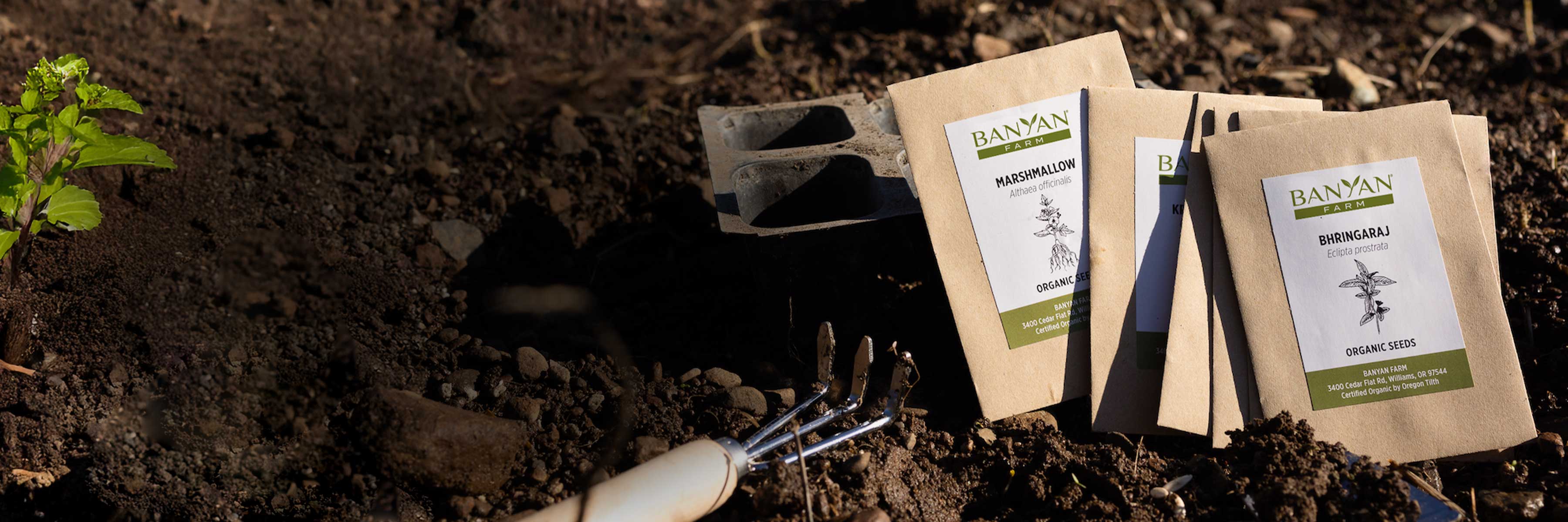 Timeless Style, Rooted in Wellness