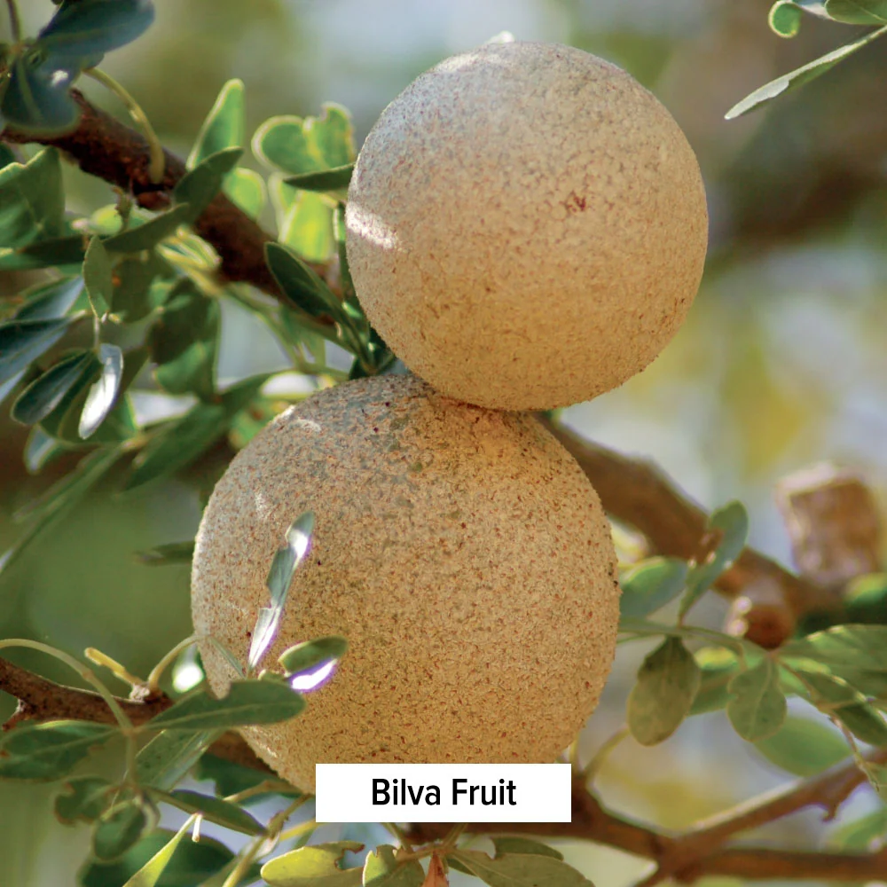 Bilva powder - Image 3