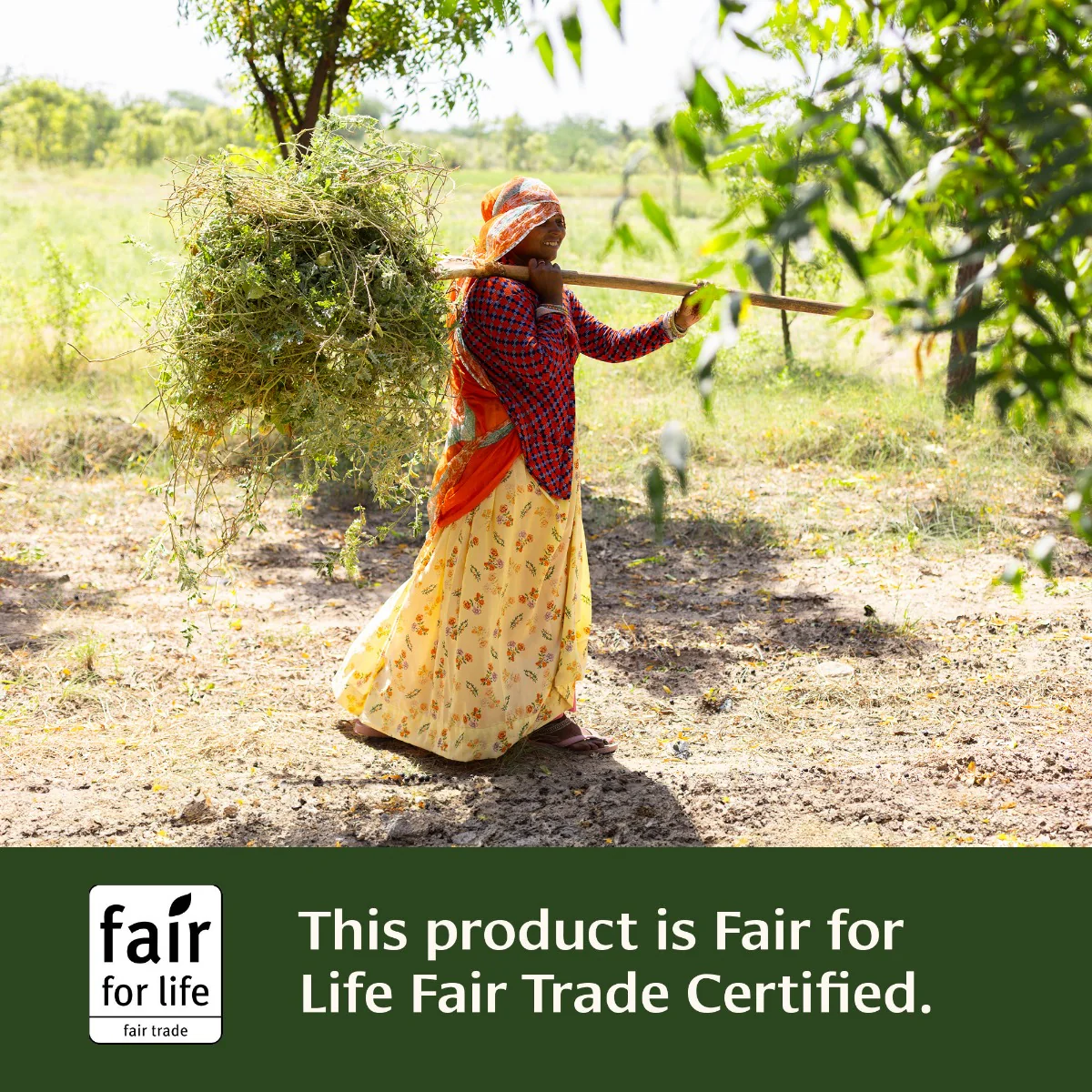 Gokshura powder - Image 3