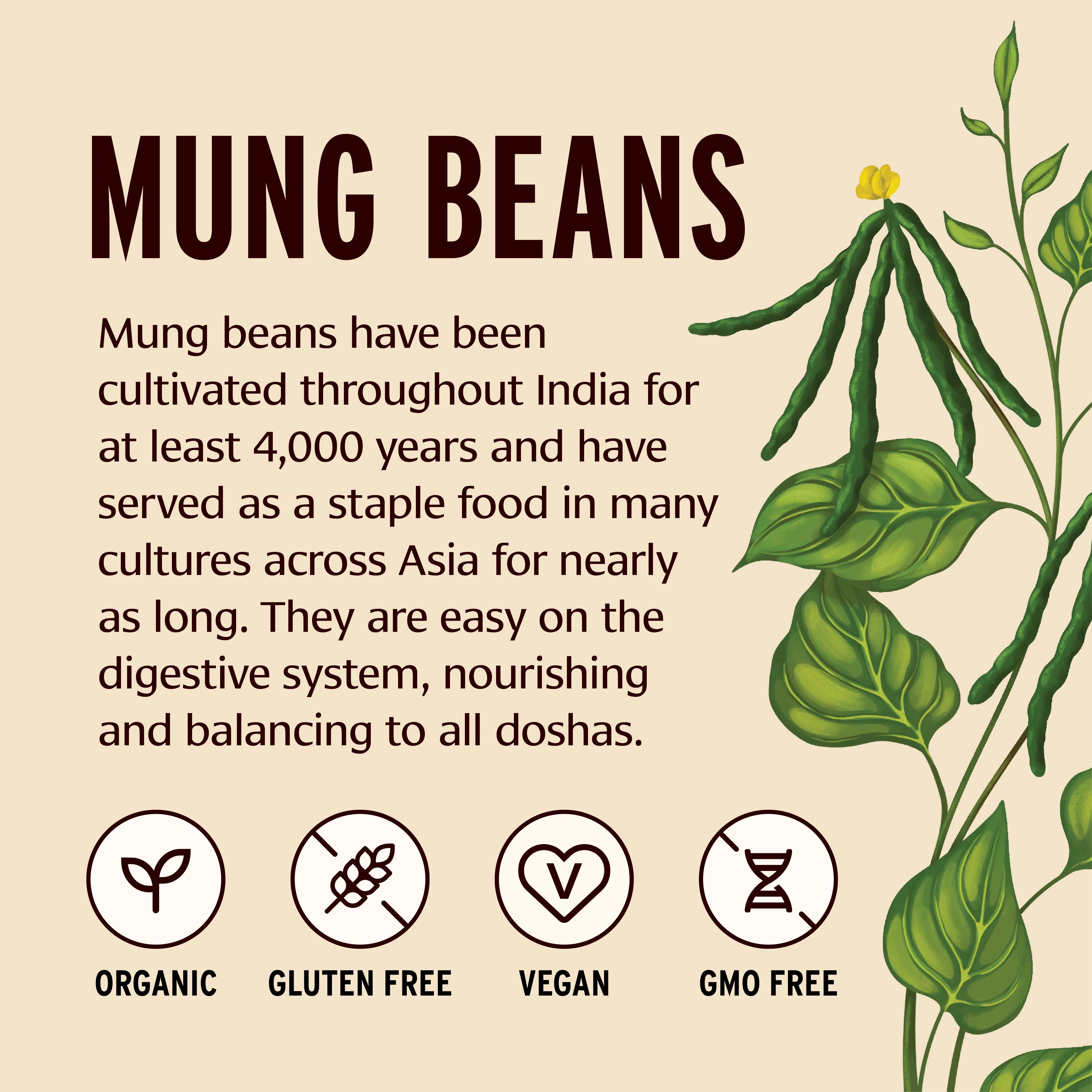 Green Mung Beans - Image 3