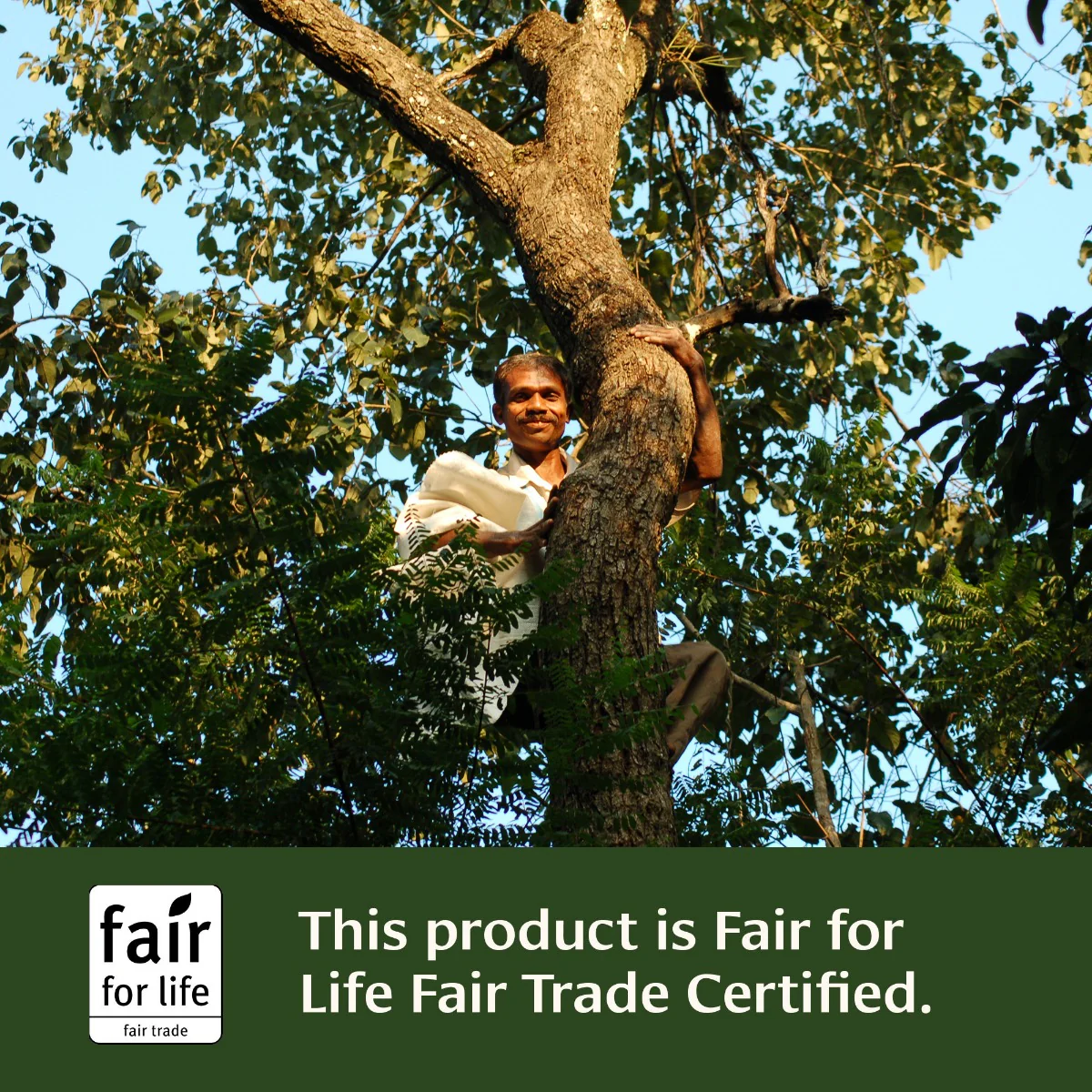 Haritaki powder - Image 9