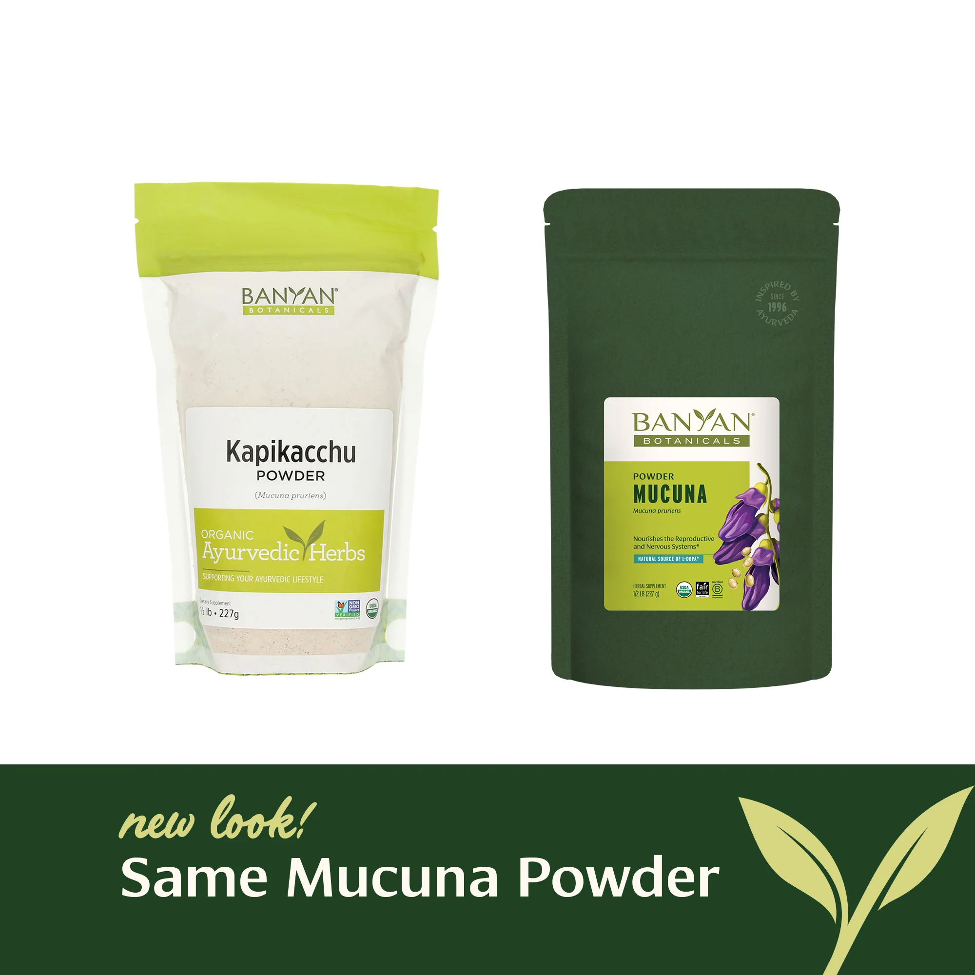 Mucuna (Kapikacchu) powder - Image 8