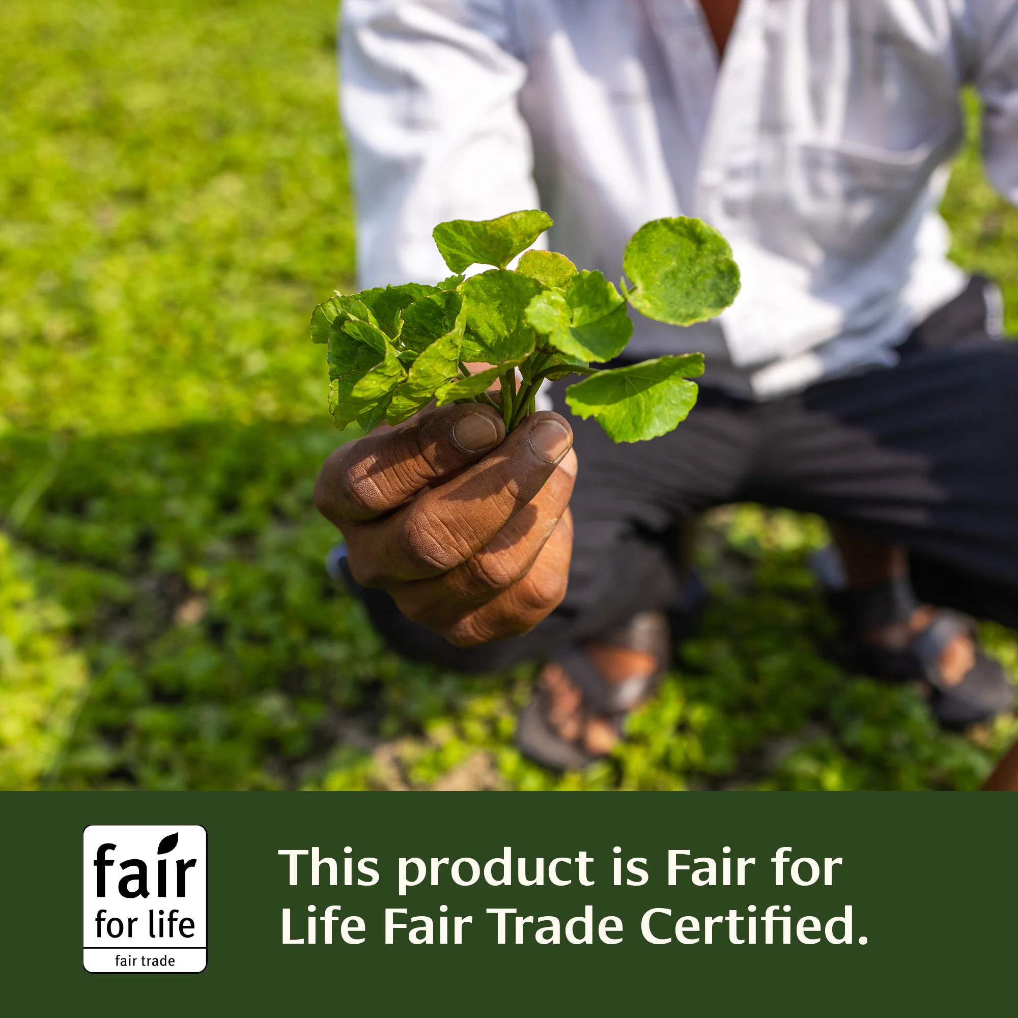 Mental Clarity™ tablets - Image 5