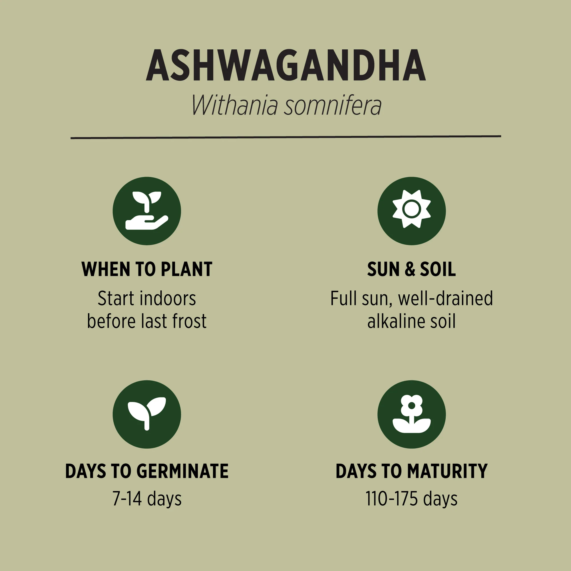 Organic Ashwagandha Seeds - Image 3