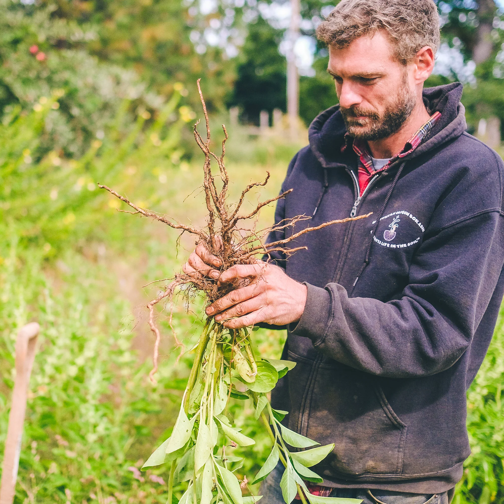 Organic Ashwagandha Seeds - Image 4