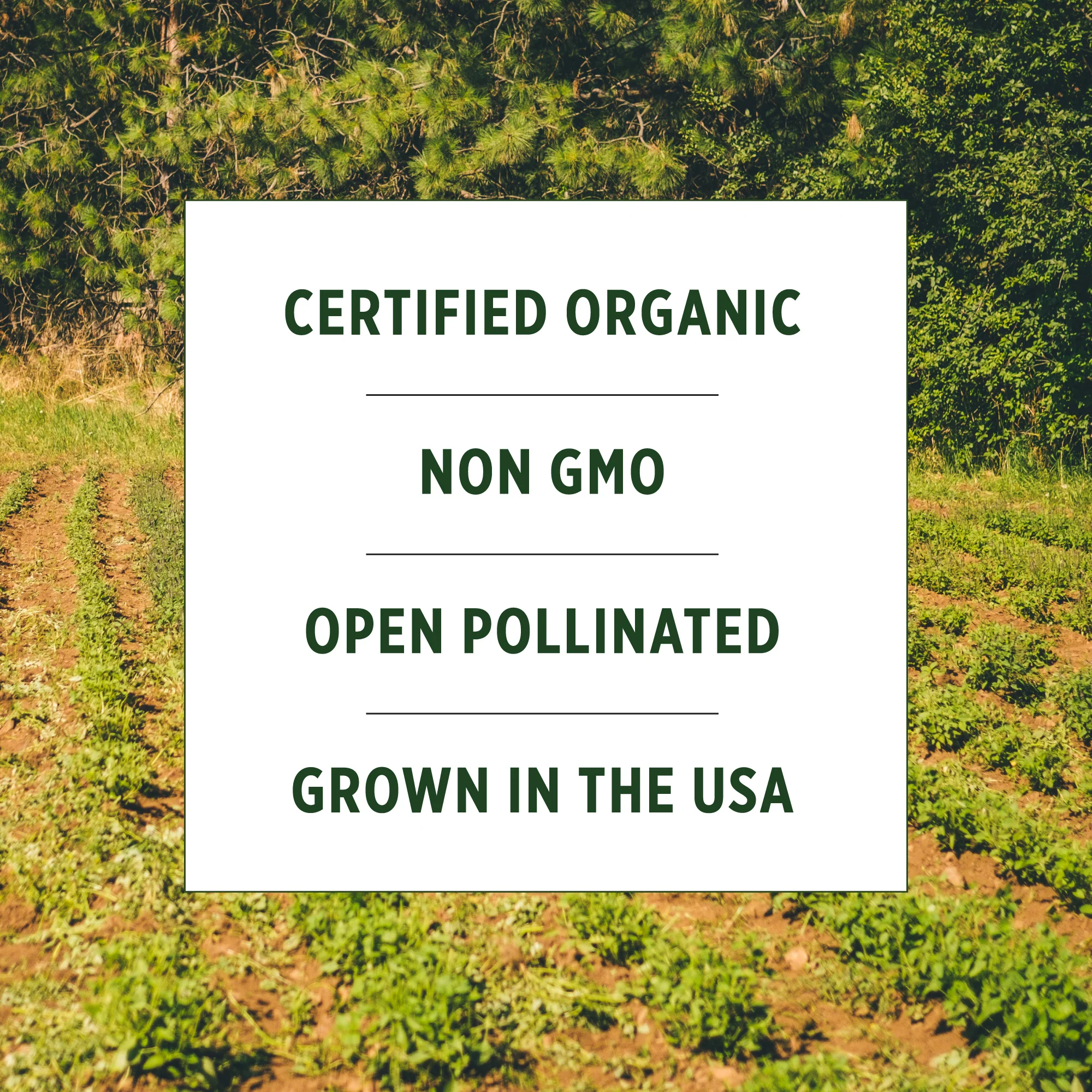 Organic Ashwagandha Seeds - Image 7