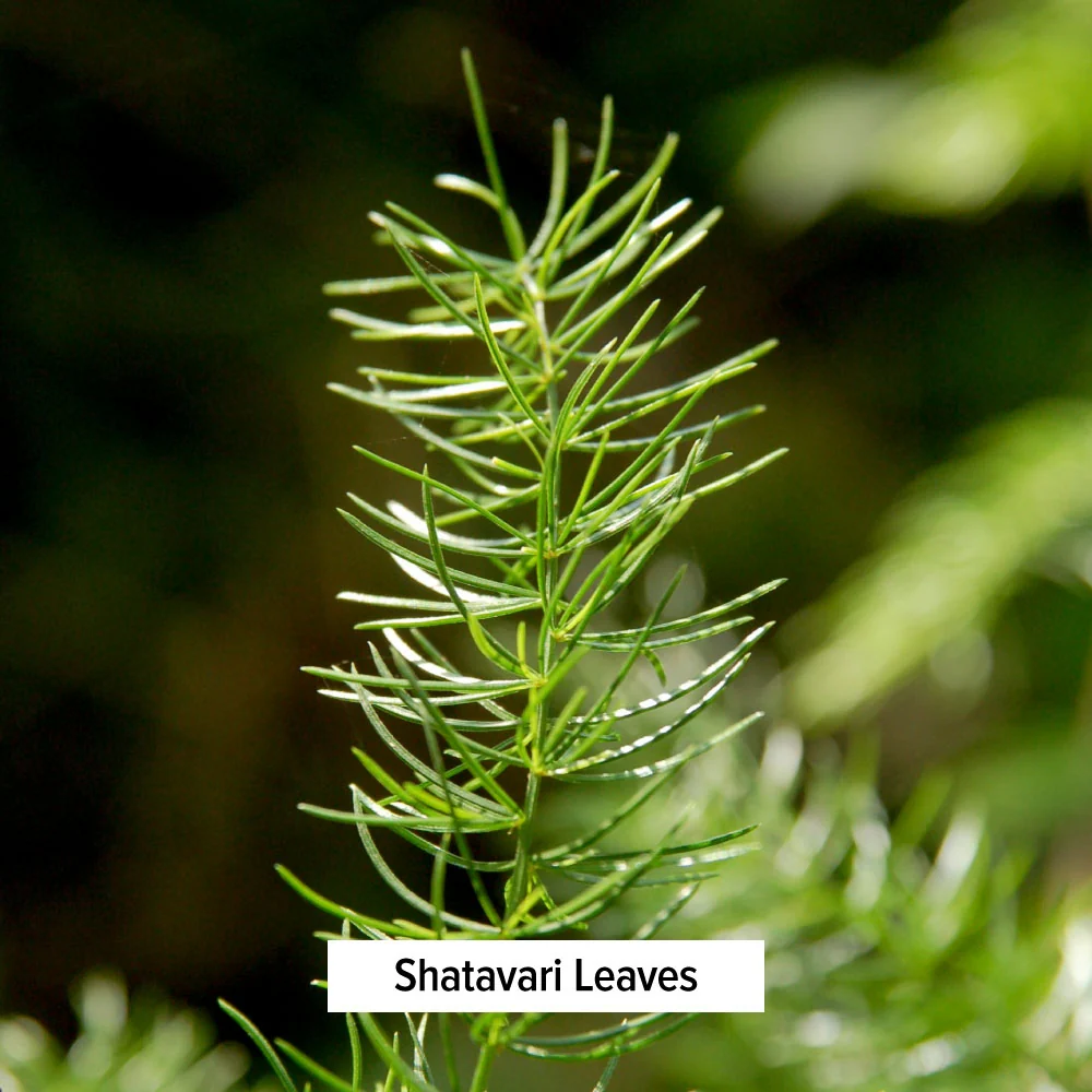 Shatavari powder - Image 14