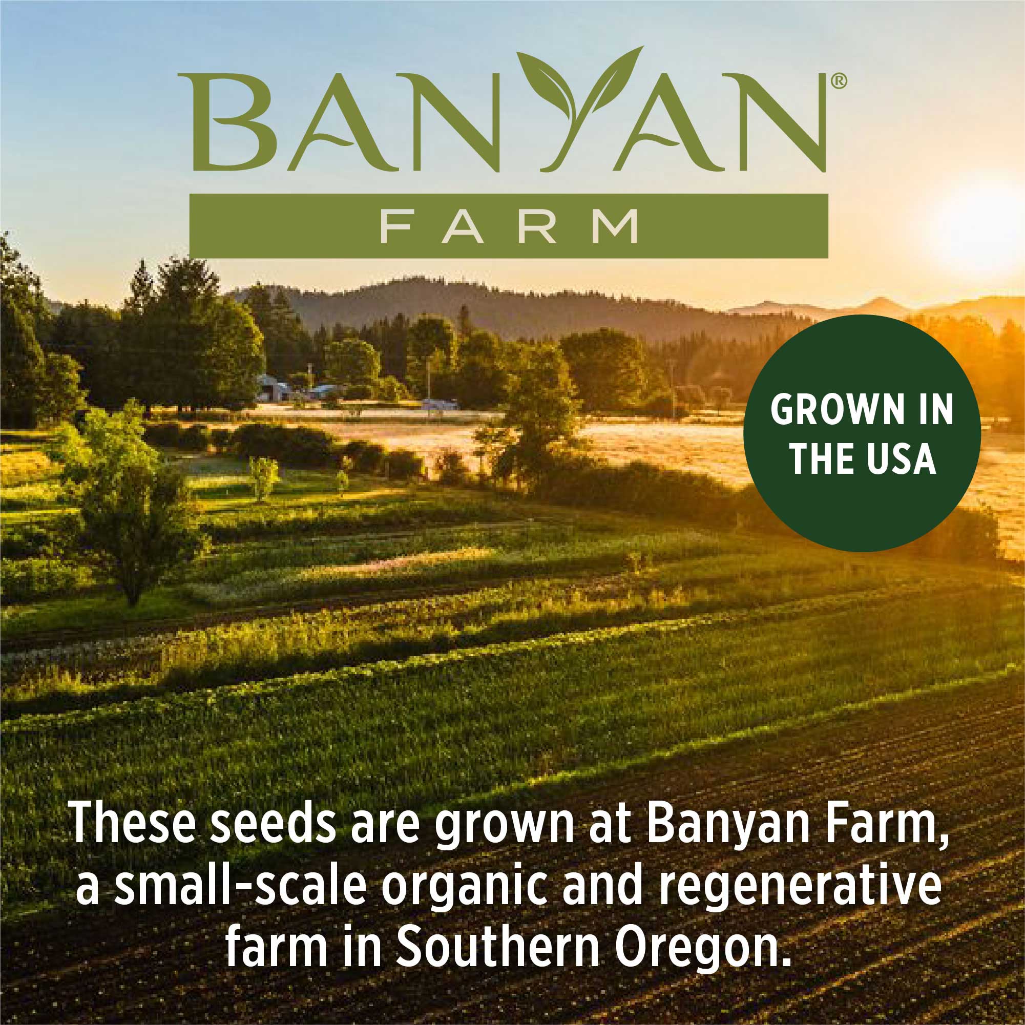 Organic Ashwagandha Seeds - Image 5