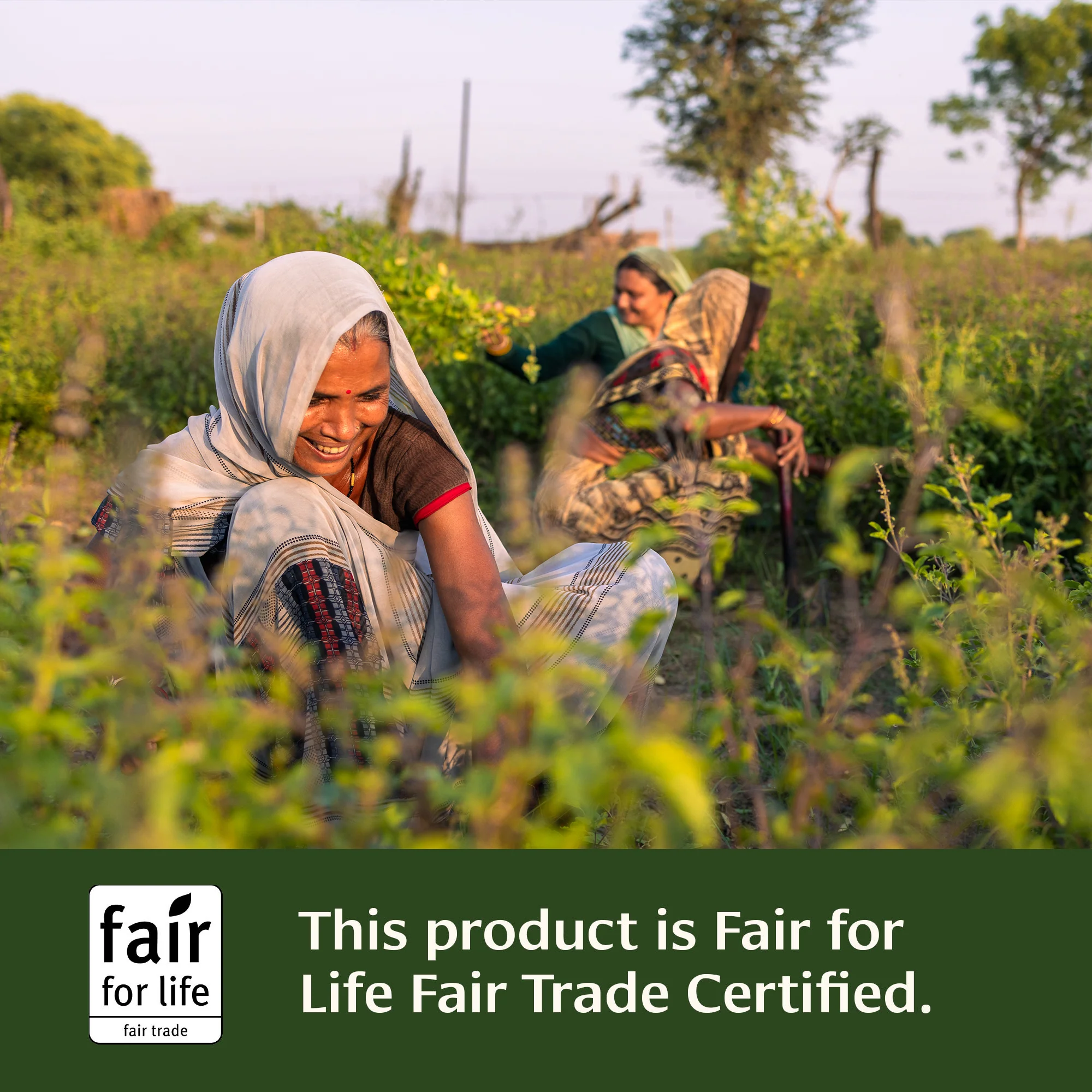 Tulsi powder - Image 9